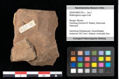 Foto (Objekt + Etikett) von Widdringtonia ungeri Endl. (NHMW-GEO-2024-0188-0139a)
